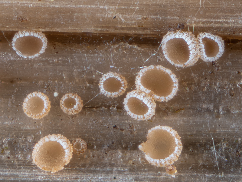 Cistella grevillei